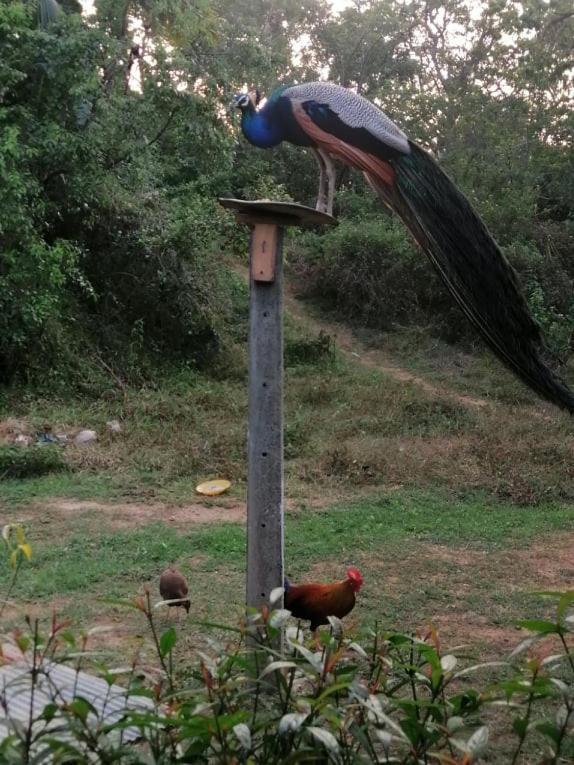 Goyambokka Peacock Garden Tangalle Eksteriør billede